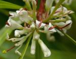 : - Hakea eriantha