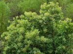 : - Heteromeles arbutifolia