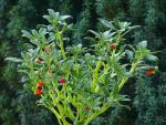 : - Impatiens keilii