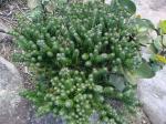 : - Lychnophora triflora