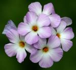 : - Linanthus grandiflorus