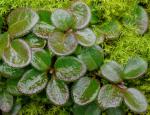: - Lonicera crassifolia