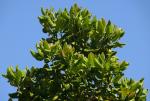 : - Magnolia sharpii