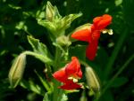: - Mimulus cardinalis