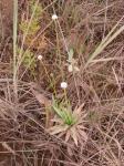 : - Paepalanthus planifolius var. globulifer