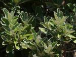 : - Brachyglottis compacta