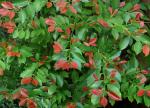 : - Cleyera japonica var. grandiflora
