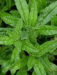 : - Echium tuberculatum