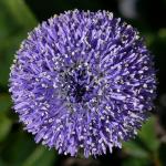 Echte Kugelblume - Globularia punctata