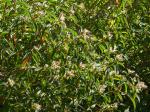 : - Osbeckia stellata