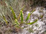 : - Phyllanthus klotzschianus