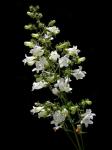 Fingerhutförmiger Bartfaden - Penstemon digitalis