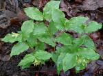 : - Prosartes hookeri