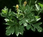 Kalifornischer Baum-Mohn - Romneya coulteri