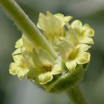 Italienisches Gliedkraut - Sideritis italica