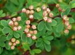 : - Spiraea arcuata