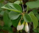 : - Styrax redivivus