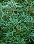 Tasmanischer Bergpfeffer - Drimys aromatica