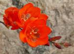 Safranfarbige Tritonie - Tritonia crocata