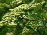 : - Viburnum foetidum var. ceanothoides