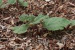 Sibirischer Rhabarber - Rheum rhaponticum
