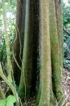 : - Alstonia angustifolia