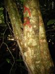 : - Alsodeiopsis schumannii