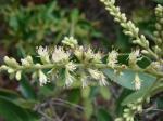 : - Leptolobium dasycarpum