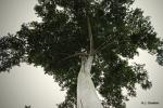 Upasbaum - Antiaris toxicaria