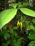 : - Carvalhoa campanulata