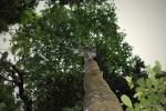 : - Funtumia africana