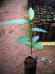 : - Shirakiopsis elliptica