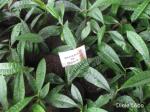 : - Himatanthus bracteatus