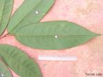 : - Anaxagorea dolichocarpa