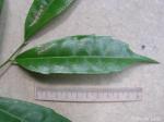 : - Sorocea hilarii