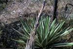 Rosettenagave-Agave vivipara