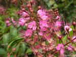 : - Hirtella racemosa