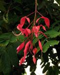 : - Amherstia nobilis