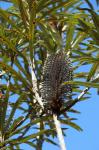 : - Banksia plagiocarpa