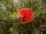 : - Callistemon pearsonii