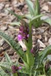 Breitblättriges Knabenkraut - Dactylorhiza majalis