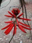 :-Erythrina speciosa