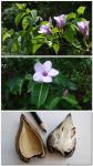 : - Cryptostegia madagascariensis