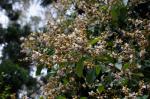 : - Gmelina fasciculiflora