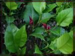 : - Graptophyllum ilicifolium