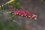 : - Grevillea caleyi