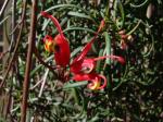 : - Grevillea nudiflora