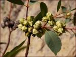 : - Eucalyptus kingsmillii