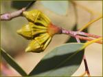 :-Eucalyptus youngiana