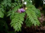 : - Lonchocarpus sutherlandii